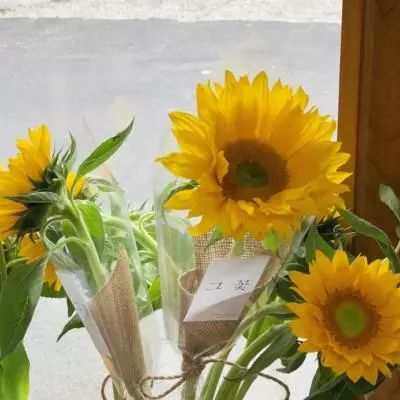 乐鱼娱乐appapp下载